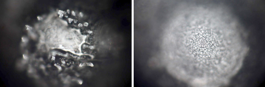 The Cell Wellbeing App created a bio-field within the non- structured ‘dead’ water